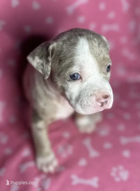 Phoebe – American Bully puppy for sale in Lancaster, PA
