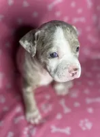 Phoebe, a female American Bully for sale in Lancaster, PA – 1 of 6