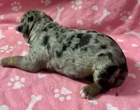 Piper, a female American Bully for sale in Lancaster, PA – 3 of 5