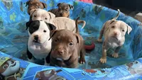 Cole , a male American Bully for sale in Lancaster, PA – 5 of 9