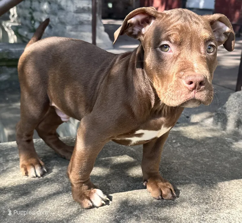 Cole  – American Bully puppy for sale in Lancaster, PA