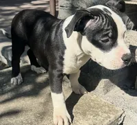 Prue , a female American Bully for sale in Lancaster, PA – 2 of 9