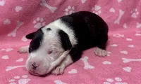 Prue , a female American Bully for sale in Lancaster, PA – 2 of 4