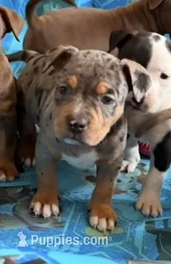 Piper – American Bully puppy for sale in Lancaster, PA