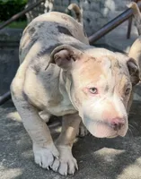 Phoebe, a female American Bully for sale in Lancaster, PA – 2 of 10