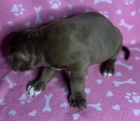 Cole , a male American Bully for sale in Lancaster, PA – 2 of 6