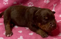 Paige , a female American Bully for sale in Lancaster, PA – 2 of 4