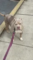 Paige , a female American Bully for sale in Lancaster, PA – 3 of 4