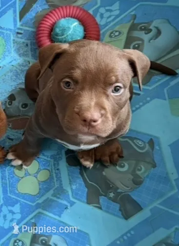 Cole  – American Bully puppy for sale in Lancaster, PA