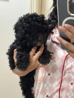 Ollie, a male Maltipoo for sale in Baytown, TX – Photo 3 of 3