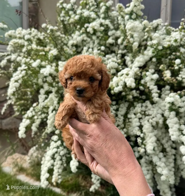 Dora – Yorkipoo puppy for sale in Mapleton, UT