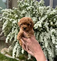 Dora, a female Yorkipoo for sale in Mapleton, UT – 1 of 6