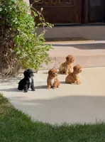 Diego, a male Yorkipoo for sale in Mapleton, UT – 4 of 6