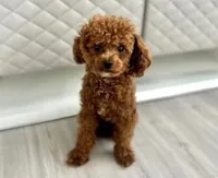 Aglet, a female Yorkipoo for sale in Mapleton, UT – 5 of 5