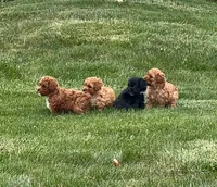 Aglet, a female Yorkipoo for sale in Mapleton, UT – 3 of 5