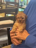 Dora, a female Yorkipoo for sale in Mapleton, UT – 2 of 6