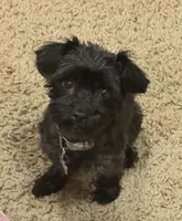 Diego, a male Yorkipoo for sale in Mapleton, UT – 5 of 6