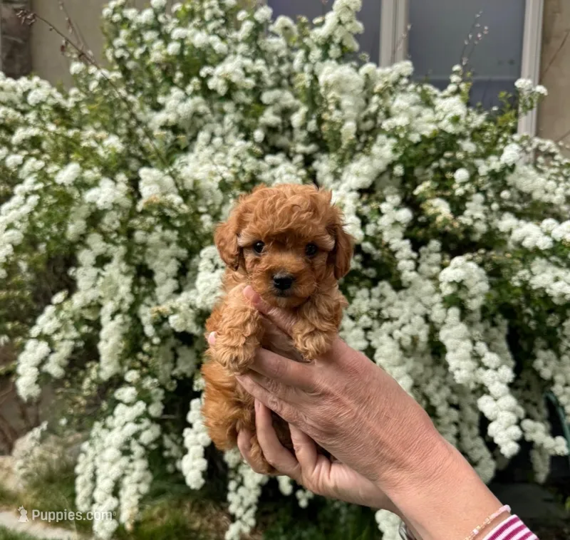 Aglet – Yorkipoo puppy for sale in Mapleton, UT