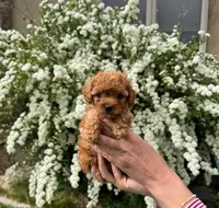 Aglet, a female Yorkipoo for sale in Mapleton, UT – 1 of 5