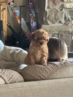 Dora, a female Yorkipoo for sale in Mapleton, UT – 3 of 6