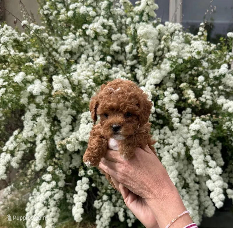 Diego – Yorkipoo puppy for sale in Mapleton, UT