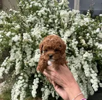 Diego, a male Yorkipoo for sale in Mapleton, UT – 1 of 6