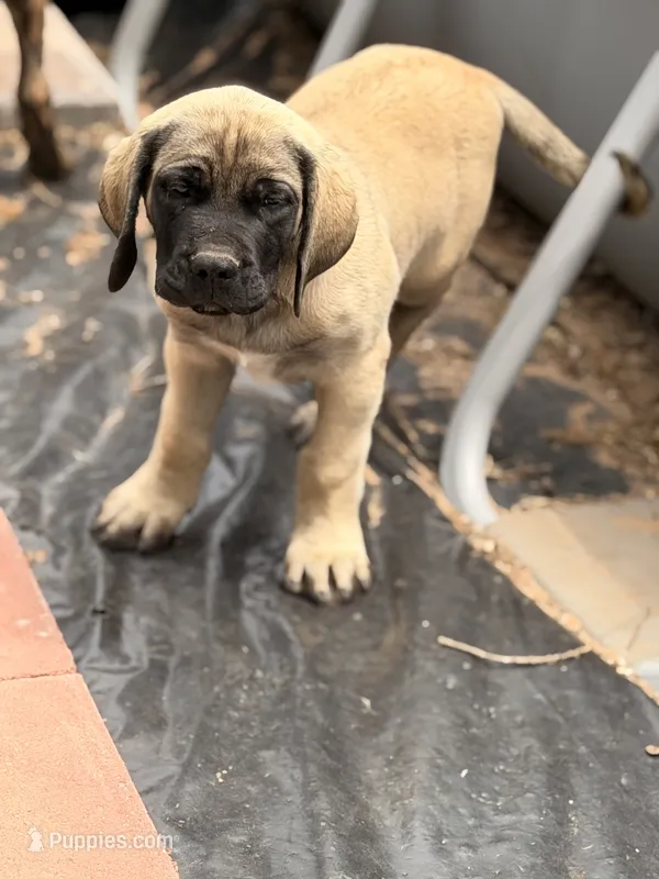 Tank – English Mastiff puppy for sale in Blanchard, OK