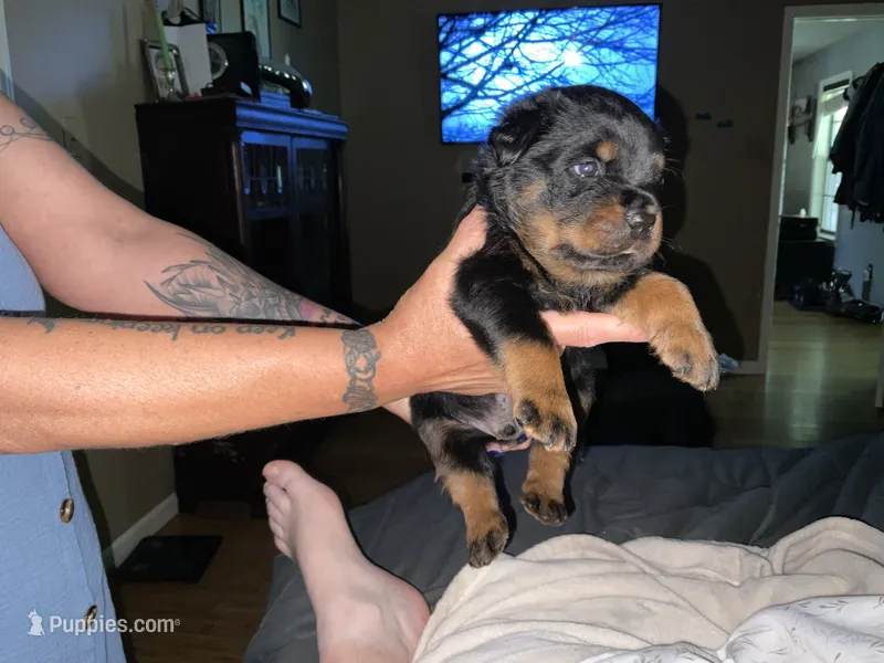 Slash – Rottweiler puppy for sale in Brighton, TN