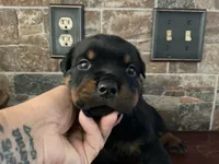 Linkin, a male Rottweiler for sale in Brighton, TN – 2 of 3