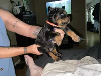 Slash, a male Rottweiler for sale in Brighton, TN – 2 of 2