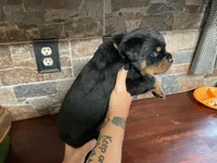 Iggy, a male Rottweiler for sale in Brighton, TN – 2 of 2
