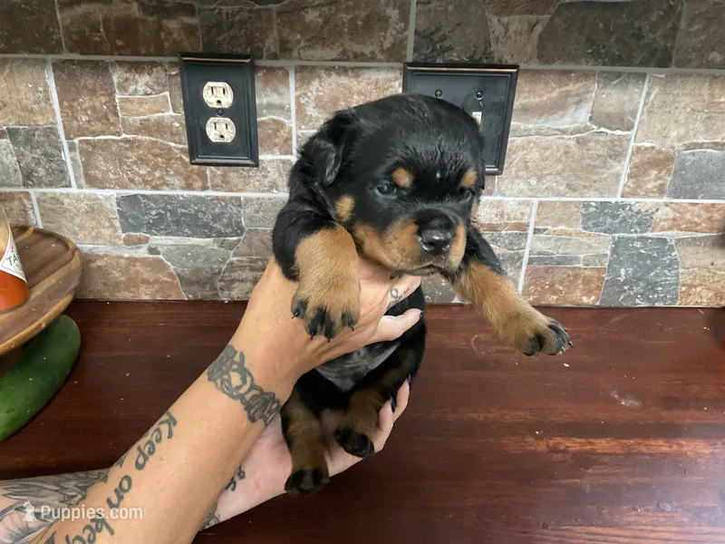 Iggy – Rottweiler puppy for sale in Brighton, TN