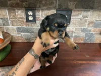 Iggy, a male Rottweiler for sale in Brighton, TN – 1 of 2