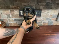 Stevie, a female Rottweiler for sale in Brighton, TN – 1 of 2