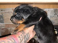 Linkin, a male Rottweiler for sale in Brighton, TN – 3 of 3