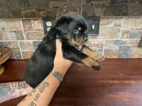 Stevie, a female Rottweiler for sale in Brighton, TN – 2 of 2