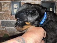 Linkin, a male Rottweiler for sale in Brighton, TN – 1 of 3