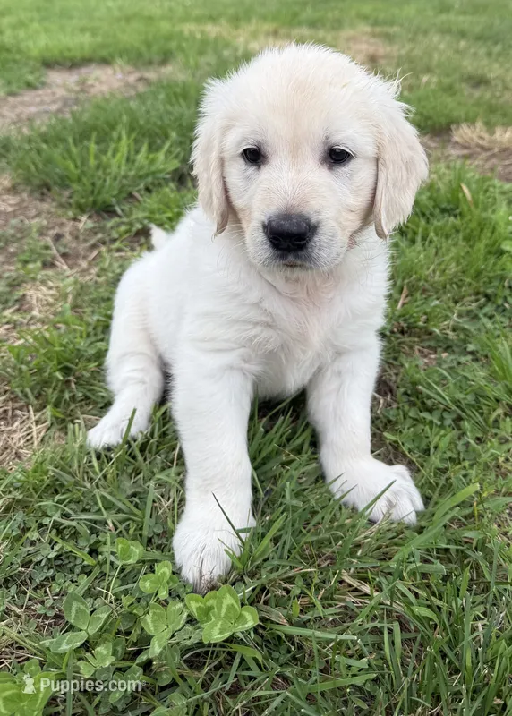 Muenster – English Cream Golden Retriever puppy for sale in Saranac, NY