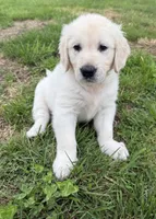 Muenster, a male English Cream Golden Retriever for sale in Saranac, NY – 1 of 1