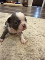 Cobalt, a male Boston Terrier for sale in Fredonia, KS – 3 of 10