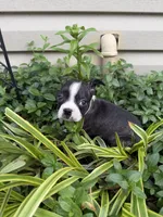 Chanel, a female Boston Terrier for sale in Fredonia, KS – 6 of 10