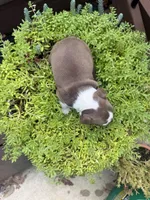 Scarlett, a female Boston Terrier for sale in Fredonia, KS – 2 of 10