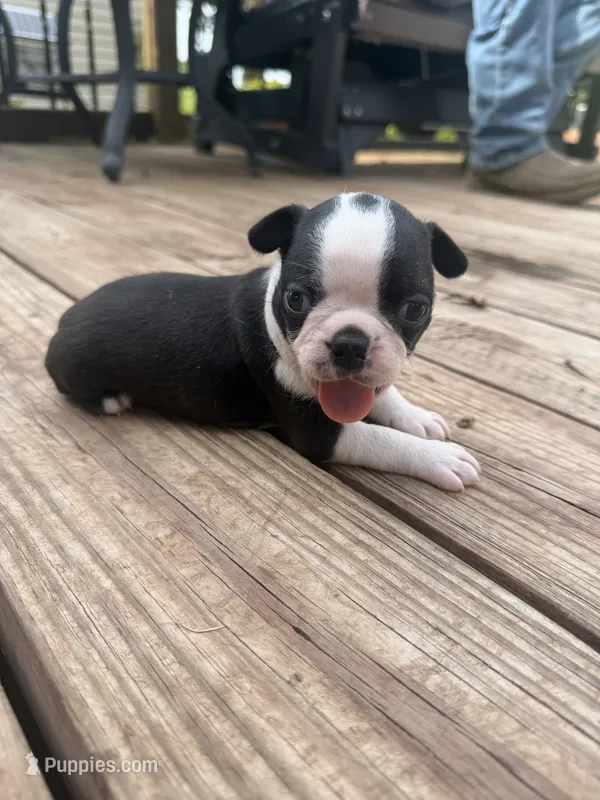 Cookie – Boston Terrier puppy for sale in Fredonia, KS
