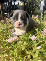 Slate, a male Boston Terrier for sale in Fredonia, KS – 4 of 8