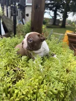 Scarlett, a female Boston Terrier for sale in Fredonia, KS – 9 of 10
