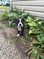 Chanel, a female Boston Terrier for sale in Fredonia, KS – 8 of 10