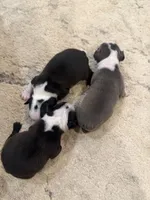 Cookie, a female Boston Terrier for sale in Fredonia, KS – 7 of 8