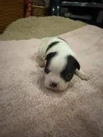 Dotty, a female Boston Terrier for sale in Fredonia, KS – 4 of 8