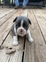 Slate, a male Boston Terrier for sale in Fredonia, KS – 3 of 8