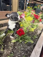Chanel, a female Boston Terrier for sale in Fredonia, KS – 9 of 10